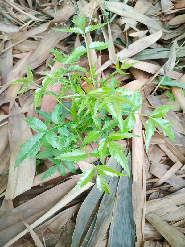 Tomato_Plant_Seedling_-_Young_Vegetable_Plant_For_Home_Garden