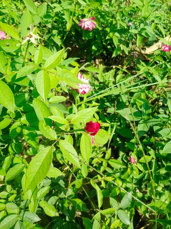 Pink_Rose_Flower_Plant_With_Green_Foliage_-_Natural_Garden_Flora