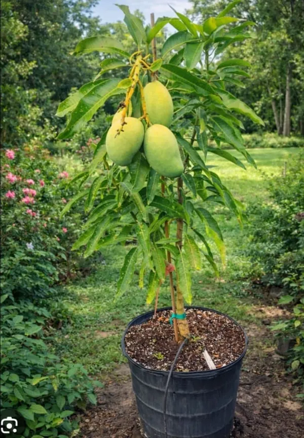 Dwarf_Mango_Tree_Plant_With_3_Fruits_In_Pot