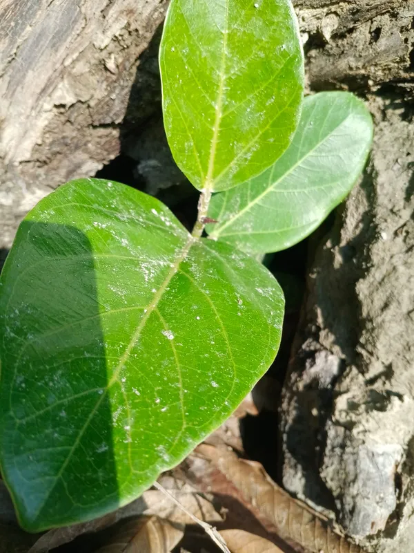 Live_Plant_Seedling_-_Young_Green_Sapling