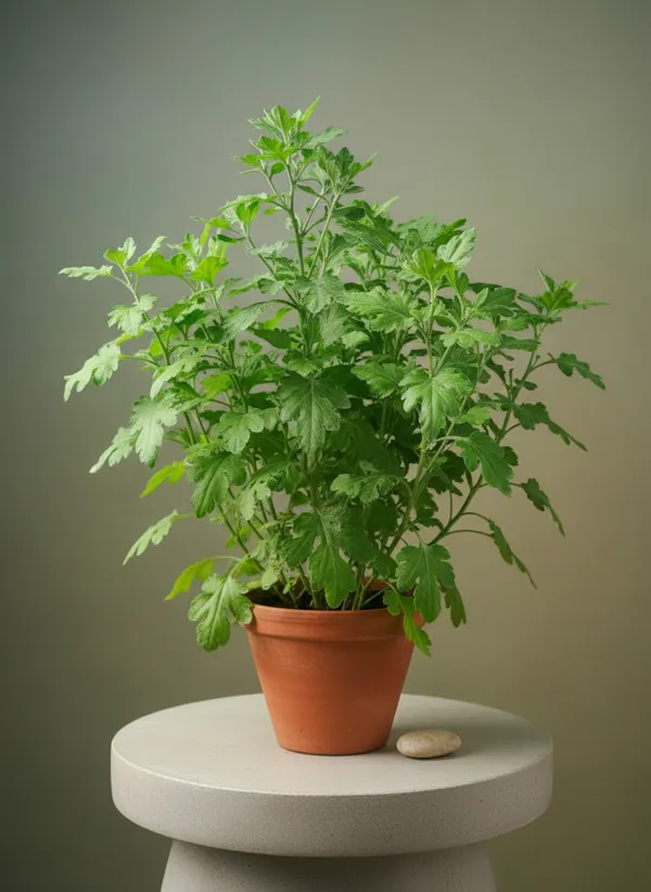 Fresh_Green_Leafy_Vegetable_Plant
