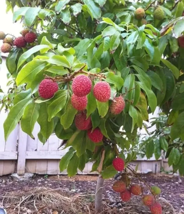 Lychee_Fruit_Tree_Live_Plant_-_Tropical_Fruit_Bearing_Plant_For_Home_Garden