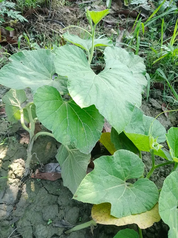 Pumpkin_Plant_Seedling_-_Vegetable_Garden_Plant