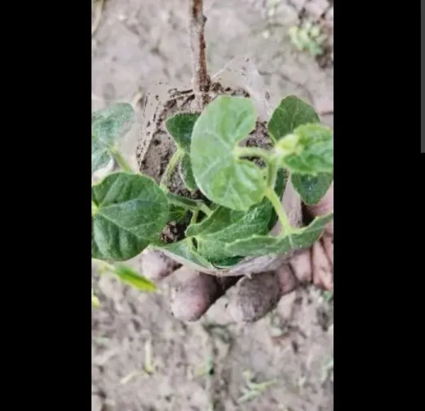 Fresh_Vegetable_Seedling_Plant_With_Root_System