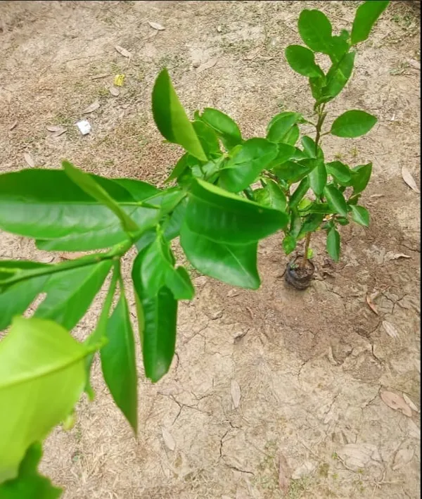 Live_Plant_Sapling_-_Young_Green_Plant