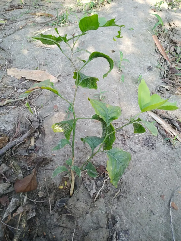 Young_Guava_Plant_Sapling