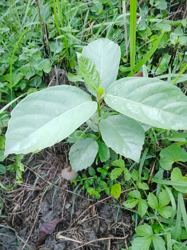 Live_Tropical_Foliage_Plant_-_Large_Leaf_Variety