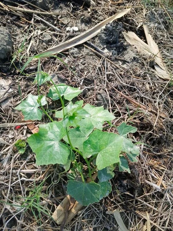 Fresh_Green_Leafy_Vegetable_Plant
