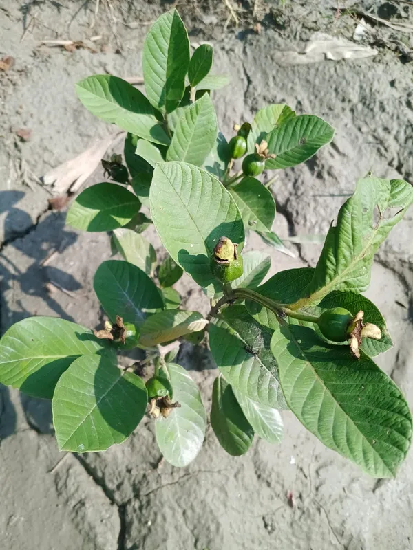 Live_Guava_Plant_Sapling_-_Young_Fruit_Tree_For_Home_Garden