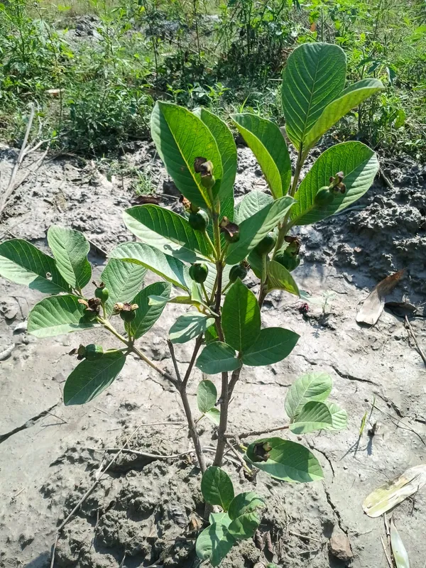 Young_Guava_Plant_Sapling