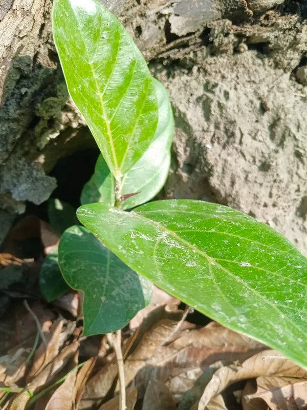 Live_Plant_Seedling_-_Young_Green_Sapling