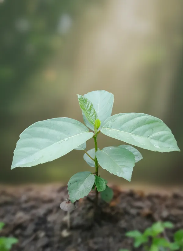 Live_Tropical_Foliage_Plant_-_Large_Leaf_Variety