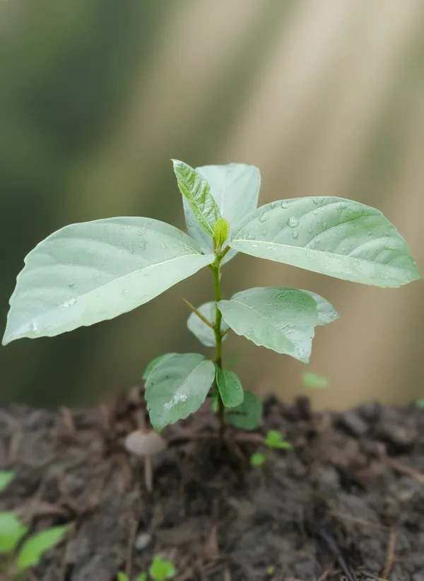Live_Tropical_Foliage_Plant_-_Large_Leaf_Variety