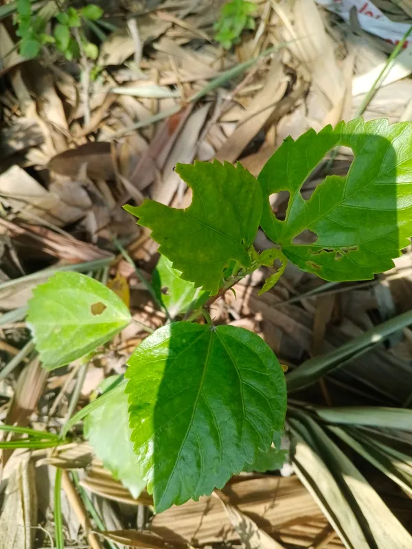 Young_Garden_Plant_Seedling_With_Lobed_Leaves