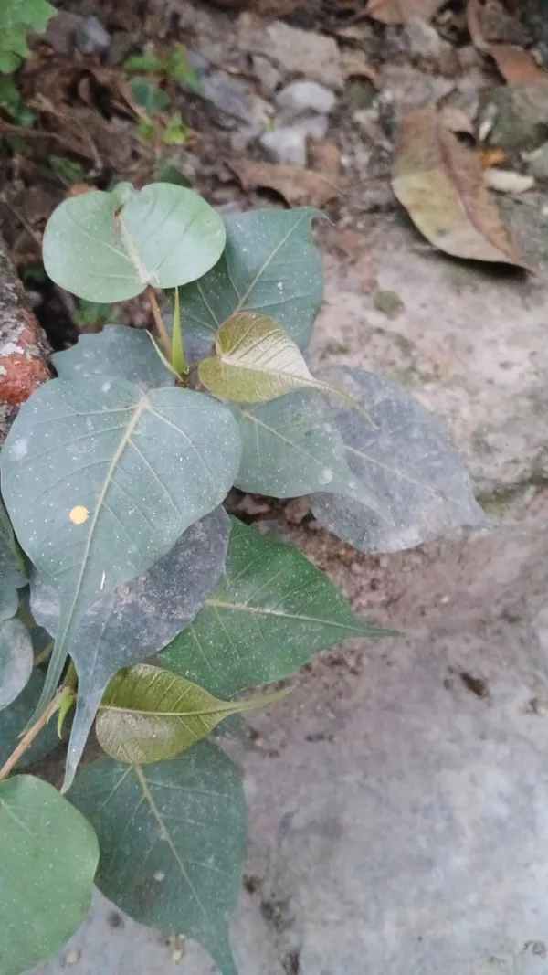 Live_Peepal/Banyan_Plant_Sapling_-_Sacred_Ficus_Tree_For_Home_Garden