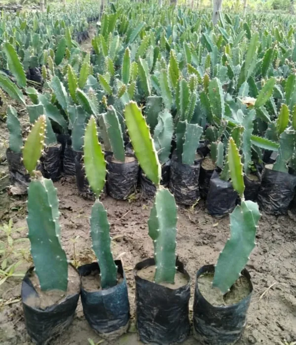 Dragon_Fruit_Cactus_Plant_-_Exotic_Edible_Fruit_Cactus_Sapling