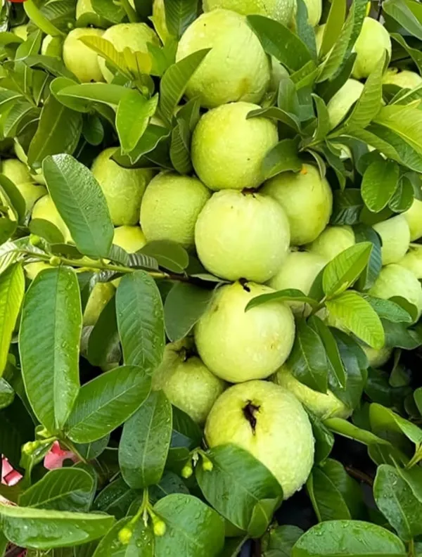 Fresh_Green_Guava_-_Premium_Quality_Natural_Fruit