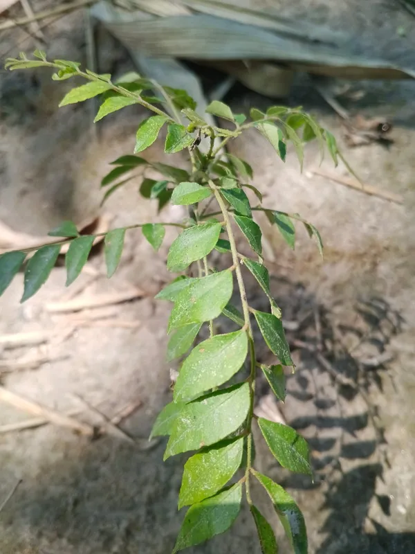 Curry_Leaf_Plant_(Murraya_Koenigii)_-_Fresh_Aromatic_Herb_Plant