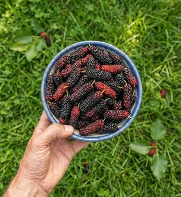 Long_Mulberry_Fresh_Fruit_Seeds_-_Black,_Red_&_Green_Varieties_For_Home_Gardening