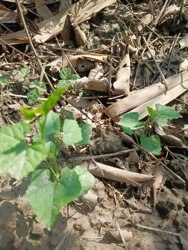Young_Plant_Seedlings_-_Garden_Starter_Plants