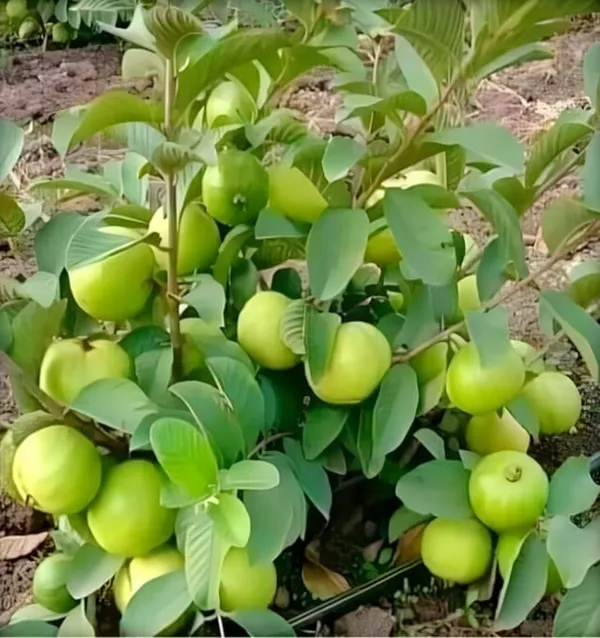 Dwarf_Guava_Fruit_Plant_-_High_Yield_Compact_Tree
