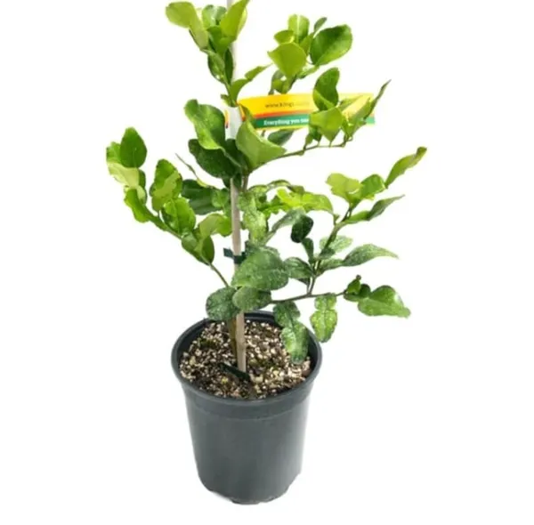 Meyer_Lemon_Tree_-_Live_Citrus_Plant_In_Pot