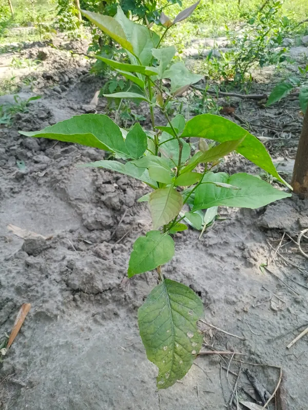 Young_Plant_Sapling_-_Garden/Agricultural_Seedling