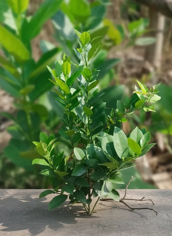 Broad_Leaf_Plant_Sapling_In_Black_Pot_-_Live_Green_Plant_For_Home_And_Garden