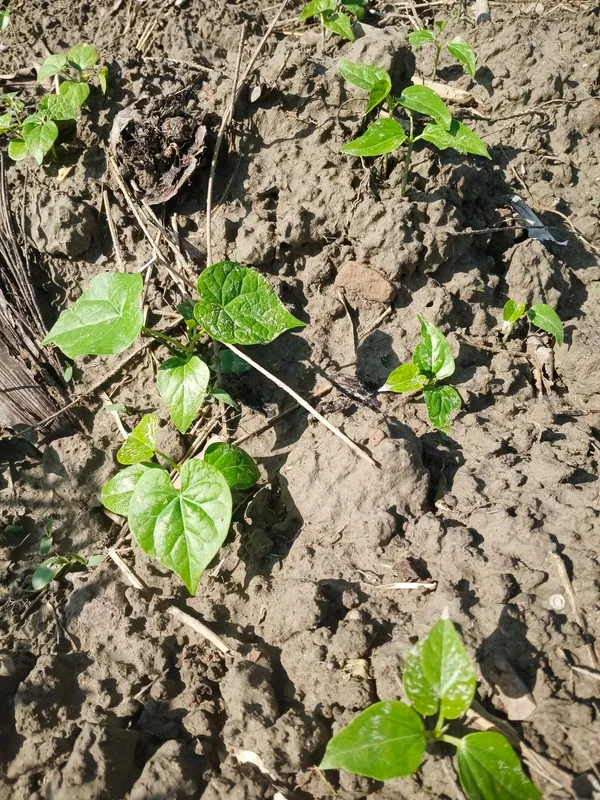 Vegetable_Plant_Seedlings_-_Young_Garden_Starter_Plants