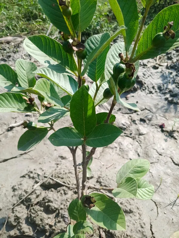 Live_Guava_Plant_Sapling_-_Young_Fruit_Tree_For_Home_Garden