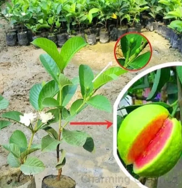 Pink_Guava_Fruit_Plant_Sapling_-_Live_Plant_For_Home_Garden
