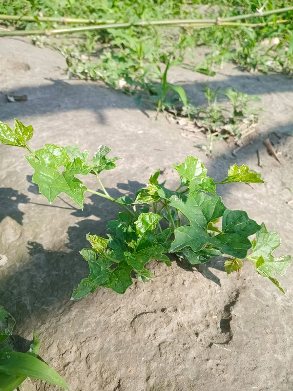 Fresh_Organic_Watermelon_Plant_Growing_In_Sandy_Soil