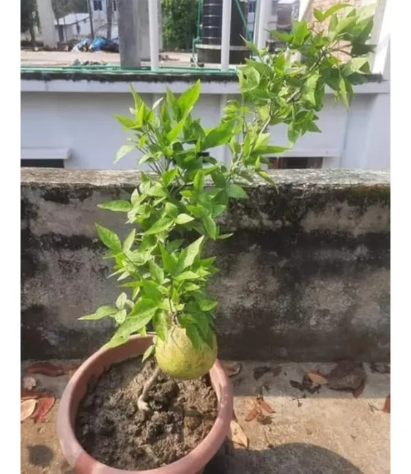 Lemon_Tree_Seedling_In_Terracotta_Pot_-_Indoor/Outdoor_Citrus_Plant