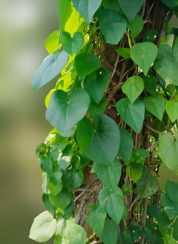 Heart-Shaped_Leaf_Vine_Plant