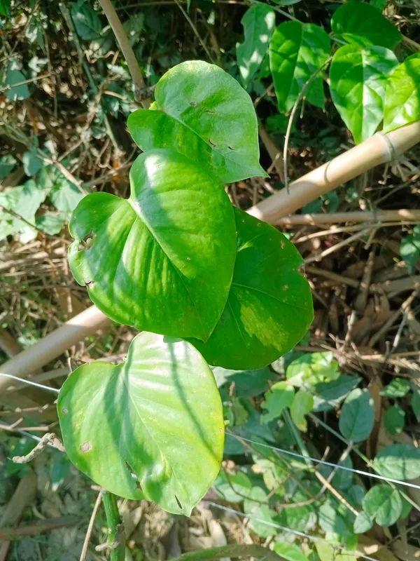 Live_Betel_Leaf_Plant_(Piper_Betle)_-_Paan_Ka_Patta_-_Healthy_Sapling_With_Fresh_Green_Leaves