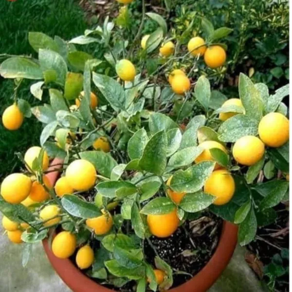 Dwarf_Meyer_Lemon_Tree_Plant_With_Fruits_-_Container_Grown_Citrus_Plant