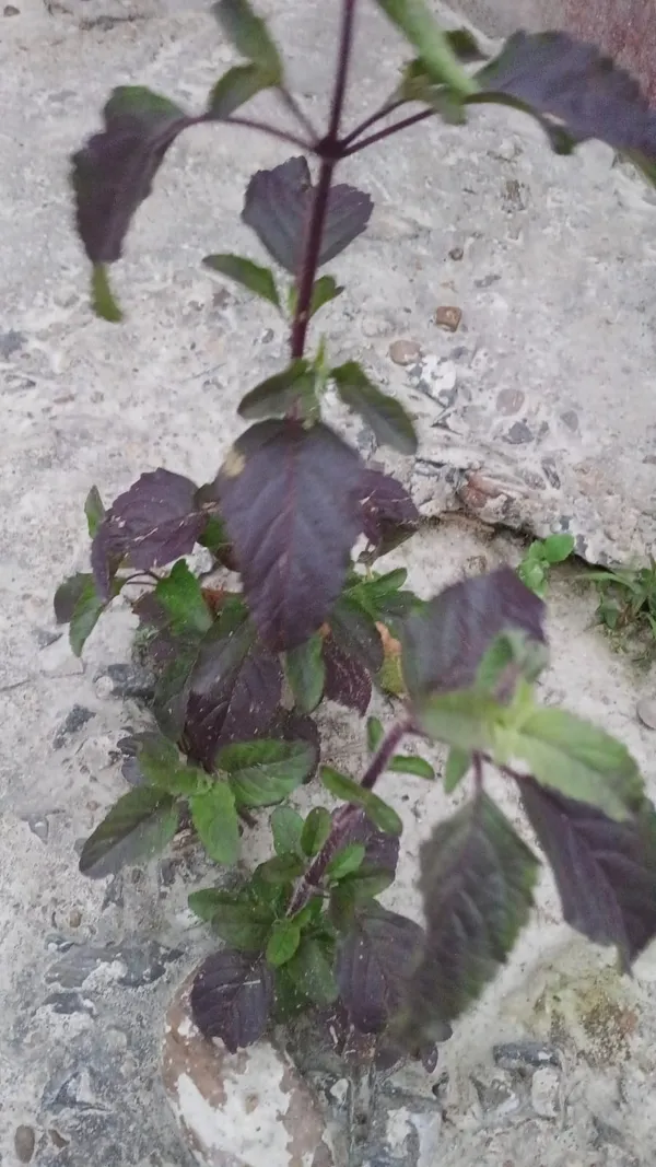 Purple-Leaf_Ornamental_Plant_Seedling