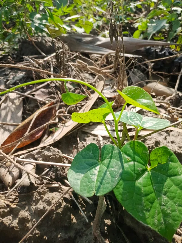 Vegetable_Plant_Seedlings_-_Young_Garden_Starter_Plants