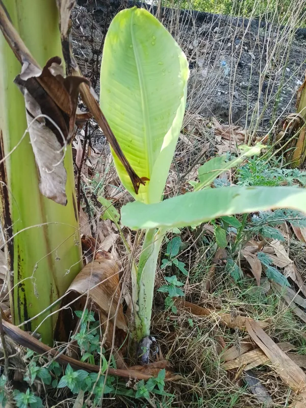 Live_Banana_Plant_Sapling_-_Young_Kela_Tree_With_Healthy_Green_Foliage