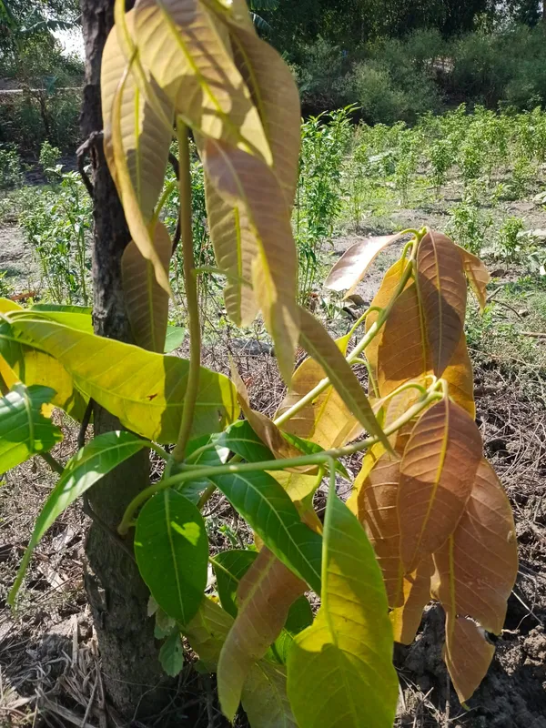 Mango_Tree_Sapling_-_Young_Plant_For_Home_Garden