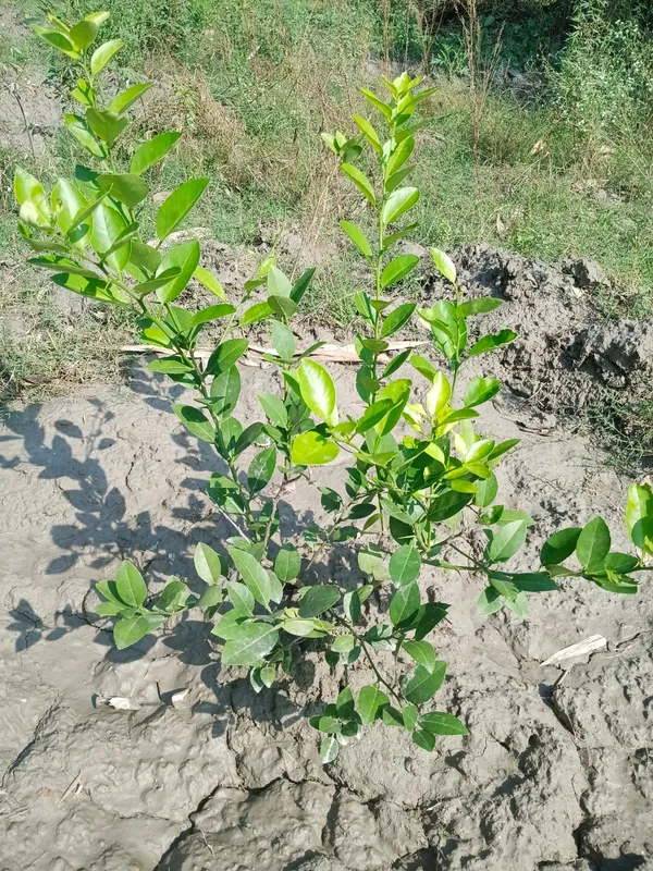 Citrus_Plant_Sapling_-_Live_Lemon/Orange_Tree_Seedling_For_Home_Garden