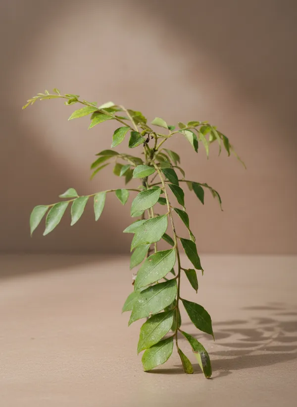 Curry_Leaf_Plant_(Murraya_Koenigii)_-_Fresh_Aromatic_Herb_Plant