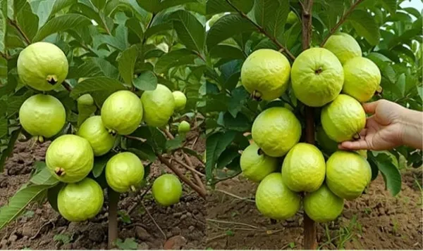 Dwarf_Guava_Fruit_Plant_-_High_Yield_Compact_Tree