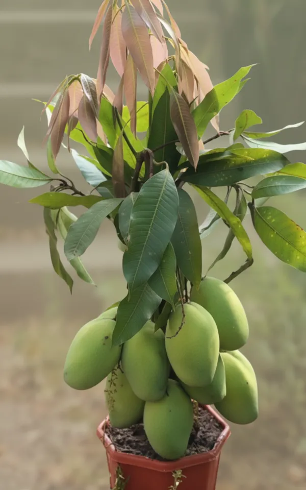 Dwarf_Mango_Plant_-_Potted_Fruit_Tree_For_Home_Garden