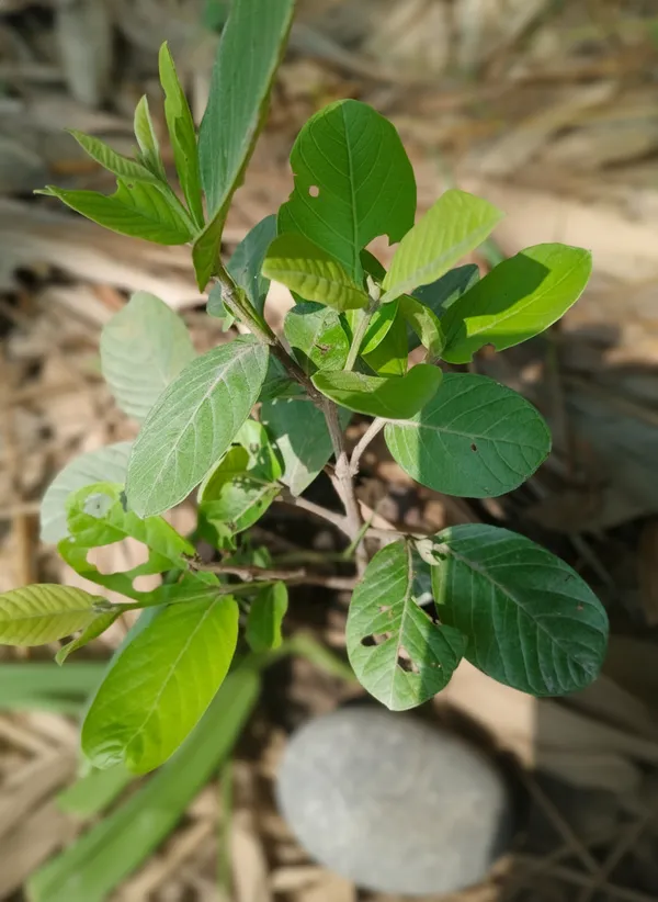 Live_Plant_Seedling_-_Young_Growing_Plant_For_Home_Garden