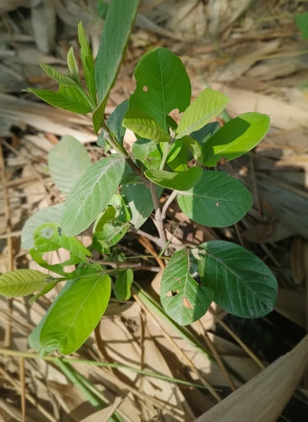 Live_Plant_Seedling_-_Young_Growing_Plant_For_Home_Garden