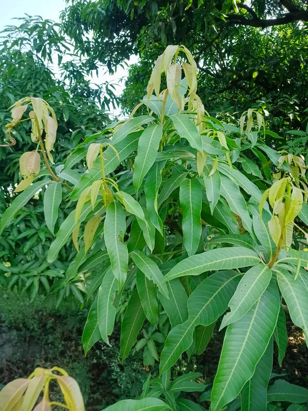 Live_Mango_Plant/Sapling_-_Tropical_Fruit_Tree_For_Home_Garden