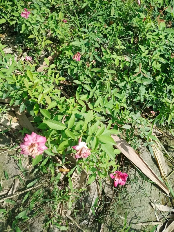 Pink_Rose_Flower_Plant_With_Green_Foliage_-_Natural_Garden_Flora
