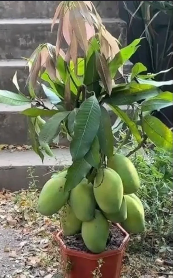 Dwarf_Mango_Plant_-_Potted_Fruit_Tree_For_Home_Garden