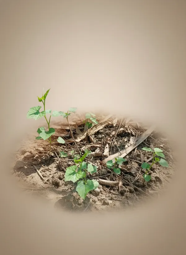 Young_Plant_Seedlings_-_Garden_Starter_Plants